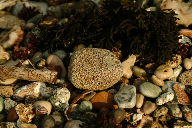 Frutti e colori del mare